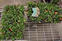 IMG_20260327_190406417_HDR